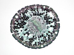 Ein Bild, das eine Zelle unter einem Mikroskop zeigt. (Bildquelle: Fayette Reynolds MS – Pexels)