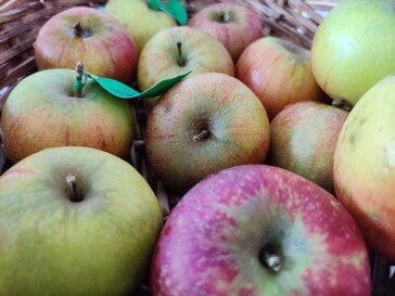 Aufnahme Standardobjektiv