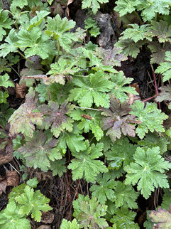 Aufnahme mit der Hauptkamera