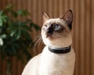Cat 6 Mini zeichnet die Aktivitäten von Katzen auf.