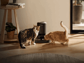 Petlibro Smart Pet Feeder. Bei einigen Geräten ist die Futterausgabe aufgrund des Stromausfalls nicht möglich.