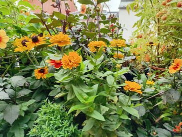 Foto Samsung Galaxy A06