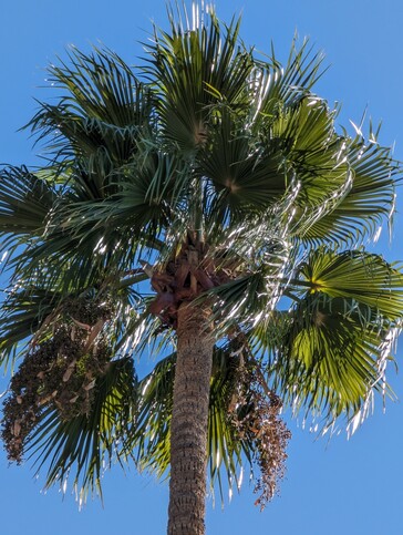 Google Pixel 8 Pro 10x Zoom