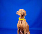Das smarte Halsband von Invoxia misst die Herz- und Atemfrequenz von Hunden. (Bild: Invoxia)