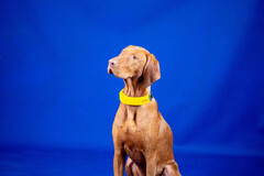 Das smarte Halsband von Invoxia misst die Herz- und Atemfrequenz von Hunden. (Bild: Invoxia)