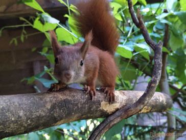 Eichhörnchen im Garten 24 mm Kamera