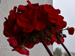 Aufnahme Frontkamera maximaler Zoom