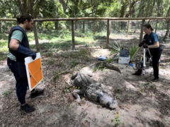 Kunshir und Kim von Swampgirl bei der Vorbereitung. (Bild: Gatorchris)