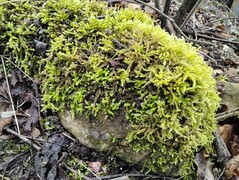 Aufnahme mit der Hauptkamera