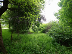 Testfoto Sony Xperia XA1