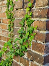 Samsung Galaxy S10 Plus | 2x-Zoom-Modus