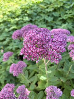 Aufnahme mit der Hauptkamera