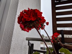 Aufnahme Frontkamera minimaler Zoom