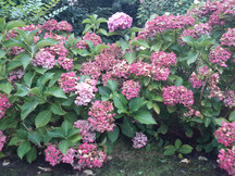 Samsung Galaxy Tab S 8.4 (automatisch)