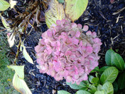 Alcatel One Touch Fire (3,2 Megapixel): Pflanze