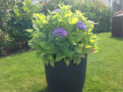 Apple iPhone 5: ISO 50, f/2.4