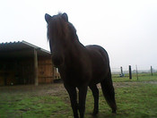 Rückwärtige Kamera