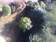 Die Bilder der Webcam sind matschig.