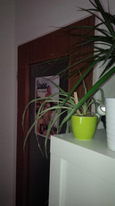 Hauptkamera 8 MP mit Blitz