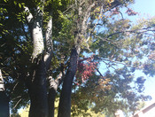 Fotoqualität draußen ist akzeptabel, aber nicht herausragend.