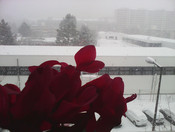 Rückwärtige Kamera: 2 MP