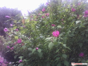 Außenaufnahme (Webcam)