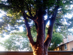 Die rückwärtige 5-MP-Kamera leidet unter Blendung, lilafarbenen Rändern und verfälschten Farben.