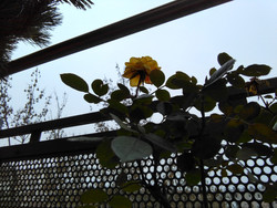 Frontkamera-Aufnahme