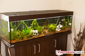 Canon EOS 60D, 18 MP, Automatik