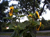 Webcam: niedrige Auflösung von 320x240,