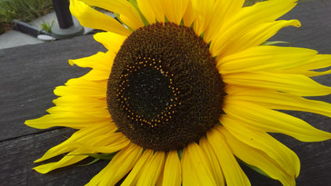 HP Spectre x2 12 Rear