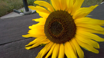 Huawei MateBook Front only