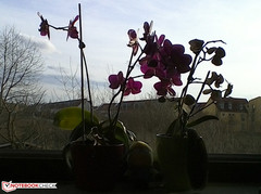 Dell Venue 8 Pro - Front Cam (2 MP)