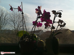 Dell Venue 8 Pro - Rear Cam (5 MP)