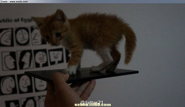 Den Hauskatzen gefällt das Xperia Z Ultra schon einmal (Foto: Mahesh89, XDA Forum)