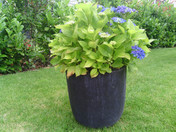 ZTE Blade III (5 Megapixel): Pflanze