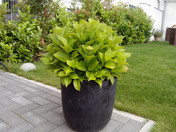 ZTE Grand X Pro (8 Megapixel): Pflanze