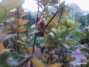 Hauptkamera auf der Rückseite (2 MP)