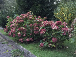 iPhone 6 Plus (Dämmerung, ohne Blitz)