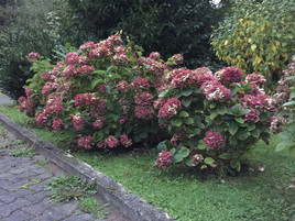 iPhone 6 (Dämmerung, ohne Blitz)