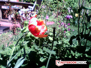 dafür jedoch blaustichige Bilder.