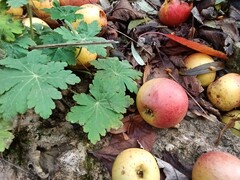 Aufnahme mit der Hauptkamera