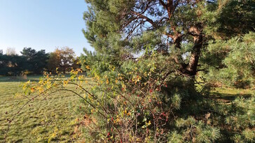 Hier sind die Farben besser