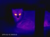 Detailaufnahme einer Katze
