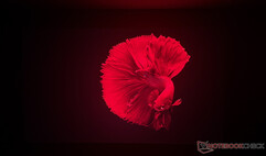 Dangbei MP1 Max Bildqualität