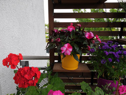 Aufnahme Hauptkamera mit AI