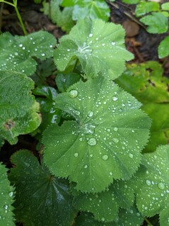 Aufnahme mit der Hauptkamera