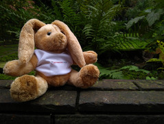 Testfoto Motorola Moto G5s Plus