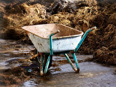 In Mist und Gülle steckt Wertvolles, man muss es nur herausholen. (pixabay/Antranias)