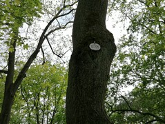 Huawei P30 Lite | 2x-Zoom